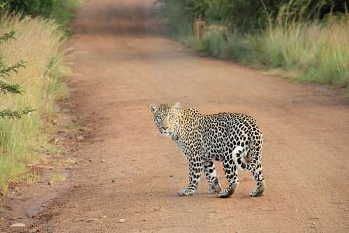 Leopardo