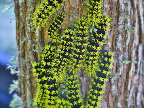 lagarto Caterpillar