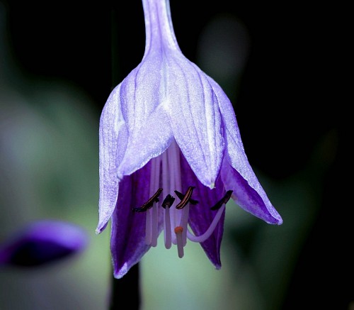 cluster de Flor Violeta Hosta