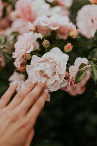 Pregos e flor rosa