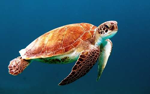 tartaruga Tartaruga marinha