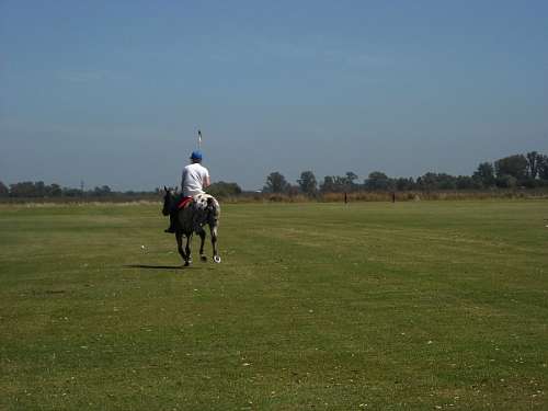 Juego, deportes, Polo, Caballo, Estancia, Campo, 