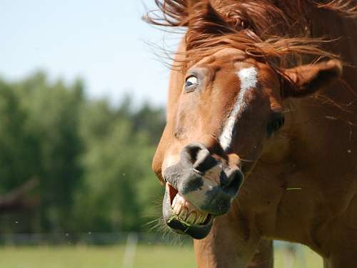 louca Horse