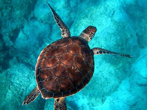 Tartaruga marinha