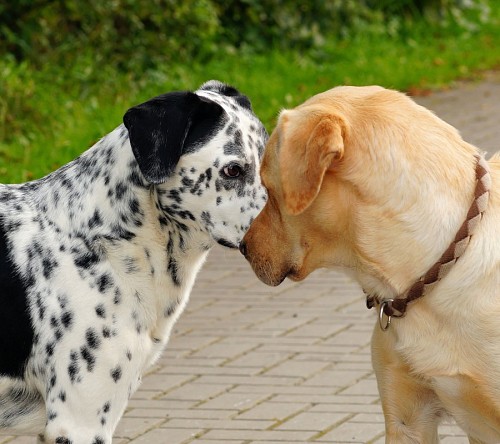 companheiro Cães com rostos de frente para o outro