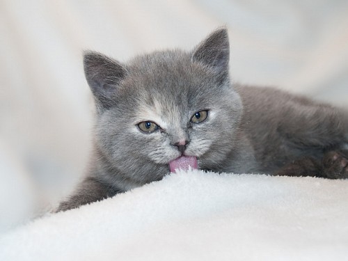 gato enrugado Gatinho bebê, lamber, seu, cobertor
