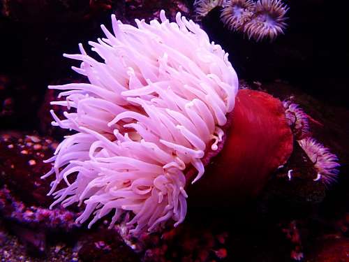 invertebrado Anêmona