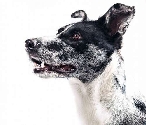 atenas Cão