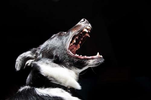 Cão
