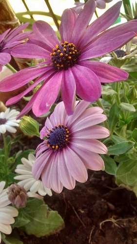 gerbera gerberas rosa
