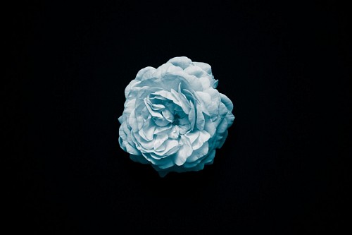Papel de parede de flores celestes