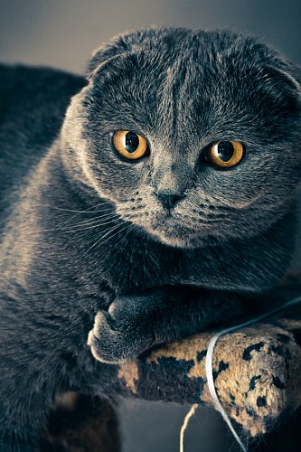 agradavel Gatinho cinzento agradável com um olhar dourado penetrante