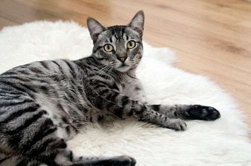 papeis de parede 4k Gato deitado no tapete branco