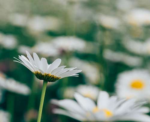 inferior Flor