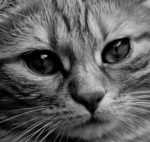 Retrato felino preto e branco