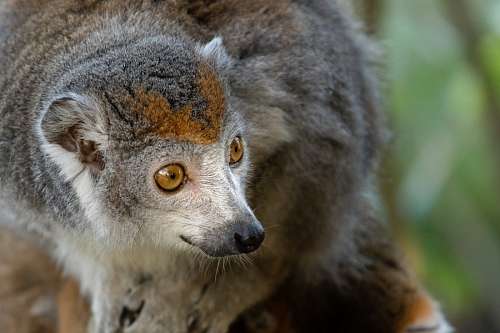 lemure Lemur