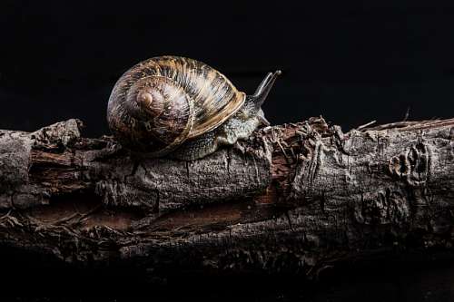 Caracol
