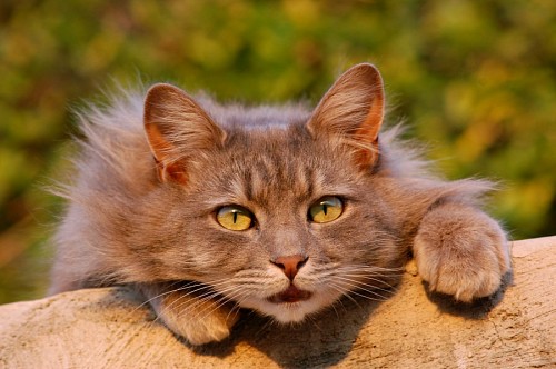 gato enrugado Felino prestes a caçar