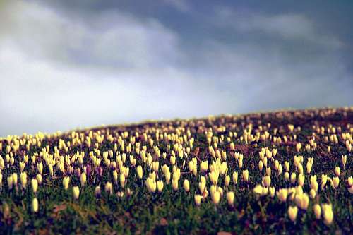 Tulipas