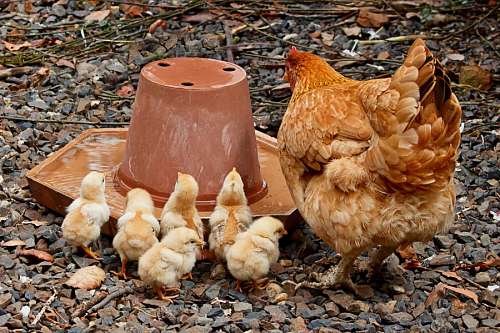 Frango e filhotes