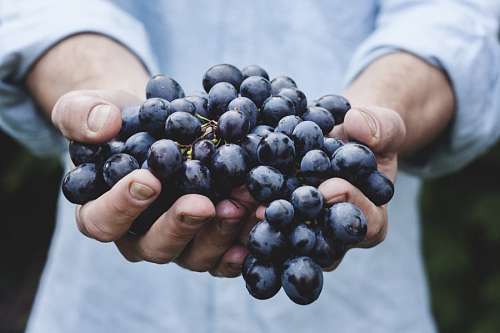 uva Cacho de uvas