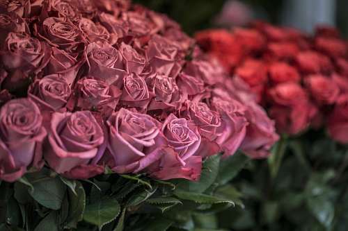 Rosas
