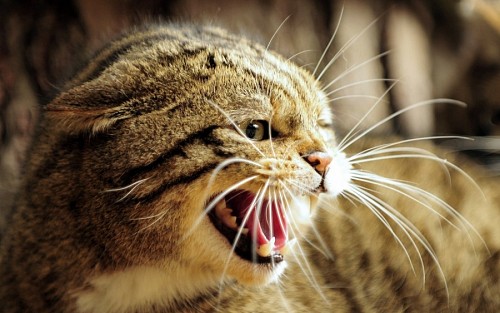gatinho gato de bebe Gato enfurecido mostrando os dentes