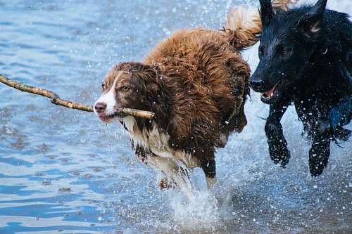 caes Cães brincando na água com um ramo