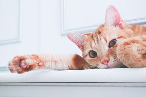 chat baixar papéis de parede gatinhos bebê