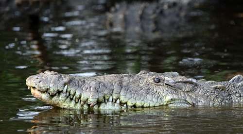 Crocodilo