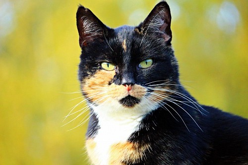Close-up de gato da sorte