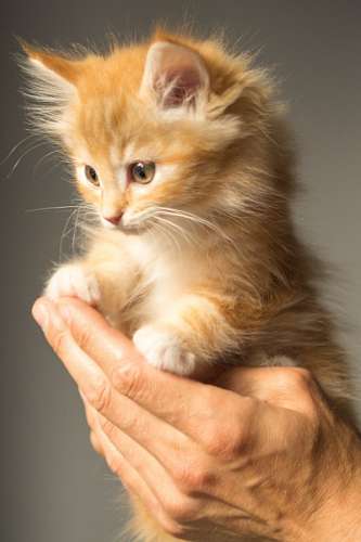 cc0 Gato pequeno