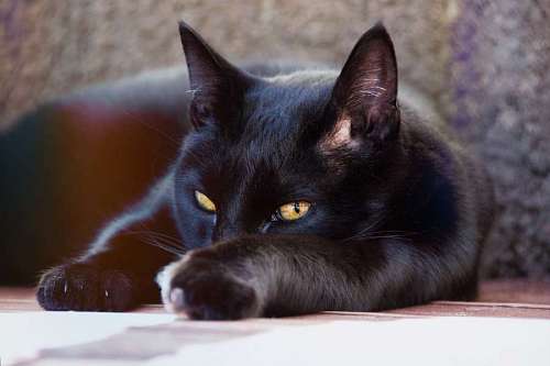 Gato preto
