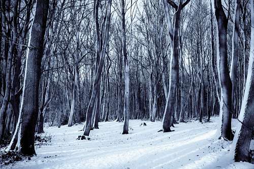 Floresta nevado