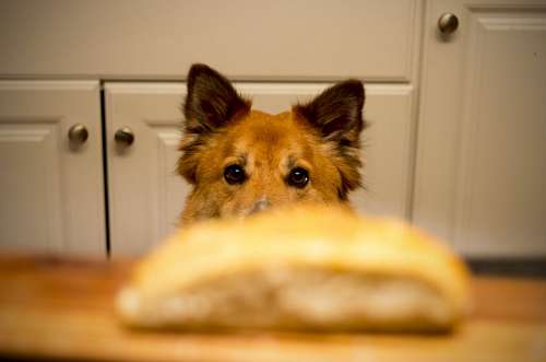 Cachorro desejando comida
