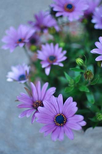 Osteospermum roxo