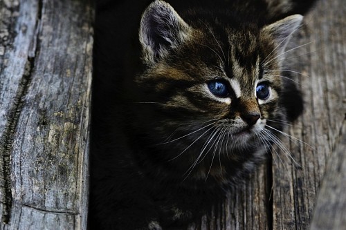 gatinho gato de bebe Gatinho entre troncos de árvores