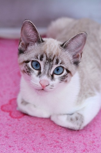 Doce gatinho Siamês no tapete rosa