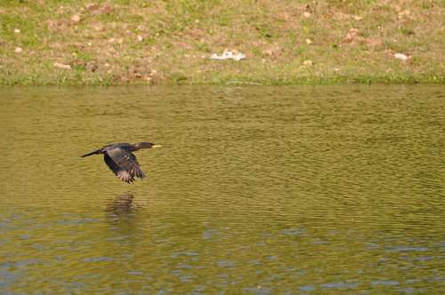 Pato em vôo sobre o lago