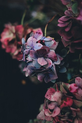 Flores de hortênsia
