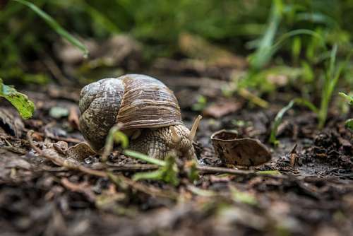 Caracol
