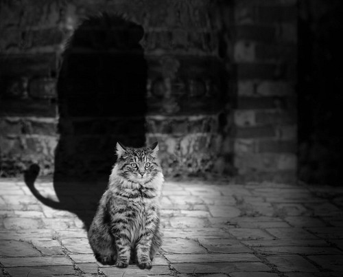 papeis de parede 4k Gato adorável refletindo como um leão