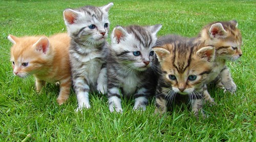cinco Manada de gatinhos na grama