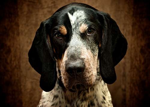 Retrato de cachorro bravo