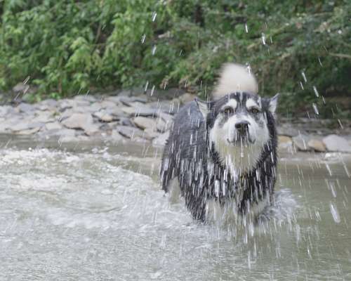 Cão na água
