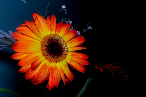 gerbera Gerbera com fundo escuro