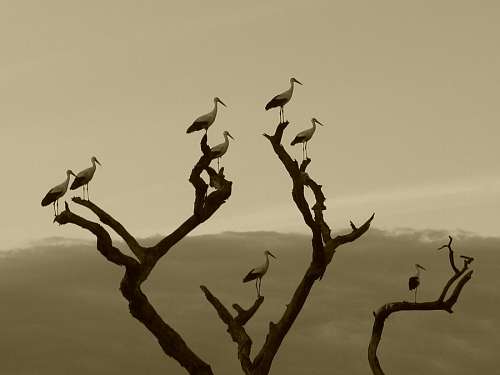 garca Aves
