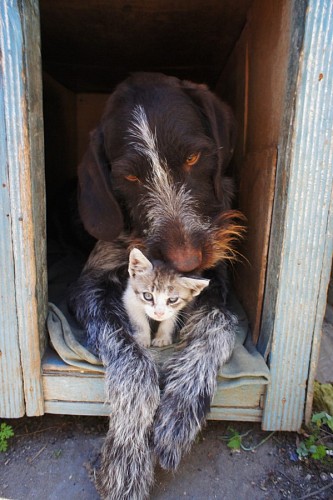 filhote de gato Wallpapers animais fofos