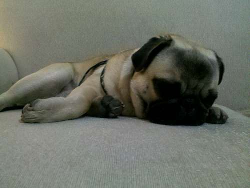 Pug Carlino
