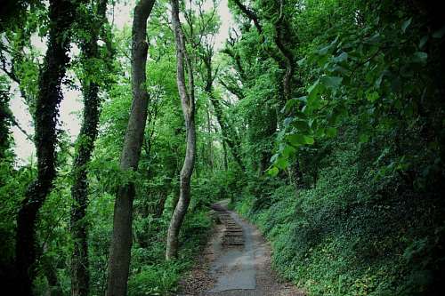 naturaleza Caminio na selva